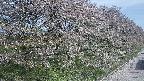 ochiai4-20250501082057.jpg