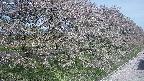 ochiai4-20250501085056.jpg