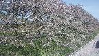 ochiai4-20250501091101.jpg