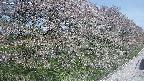 ochiai4-20250501092059.jpg