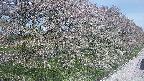ochiai4-20250501093057.jpg