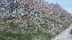 ochiai4-20250501094058.jpg