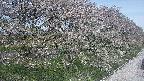 ochiai4-20250501095057.jpg