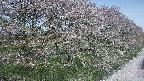 ochiai4-20250501100059.jpg