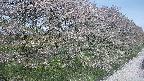 ochiai4-20250501101056.jpg
