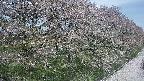 ochiai4-20250501103056.jpg