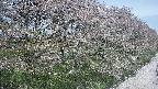 ochiai4-20250501105058.jpg