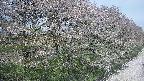 ochiai4-20250501111101.jpg