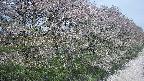 ochiai4-20250501112059.jpg