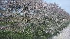 ochiai4-20250501113102.jpg