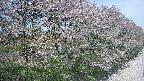 ochiai4-20250501114100.jpg