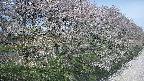 ochiai4-20250501115059.jpg