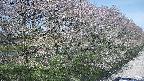 ochiai4-20250501121107.jpg