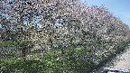 ochiai4-20250501125100.jpg