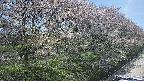 ochiai4-20250501131059.jpg