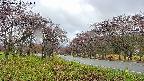takano1-20250430081018.jpg