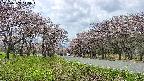 takano1-20250503115016.jpg