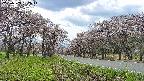 takano1-20250503132015.jpg