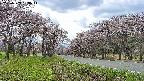 takano1-20250503133015.jpg
