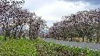 takano1-20250503141015.jpg
