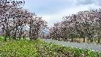 takano1-20250503142017.jpg
