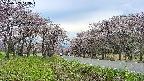 takano1-20250503143017.jpg