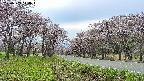 takano1-20250503144017.jpg