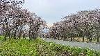 takano1-20250503152016.jpg