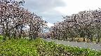 takano1-20250504174017.jpg