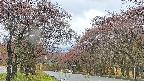 takano2-20250430081031.jpg