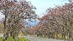 takano2-20250502062029.jpg