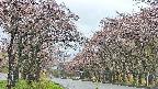 takano2-20250503075030.jpg