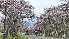 takano2-20250503140030.jpg