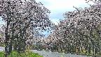 takano2-20250505060030.jpg