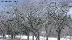 takano3-20250413182044.jpg