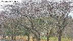 takano3-20250428063043.jpg