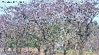 takano3-20250428065043.jpg
