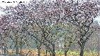 takano3-20250429060044.jpg