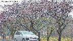 takano3-20250429072043.jpg