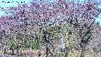 takano3-20250501071044.jpg