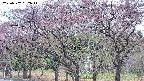 takano3-20250502062042.jpg
