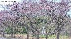 takano3-20250502070043.jpg