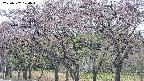 takano3-20250502120045.jpg