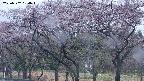 takano3-20250502184044.jpg