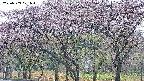 takano3-20250503071043.jpg