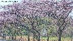 takano3-20250503073043.jpg
