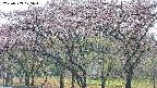 takano3-20250503075043.jpg