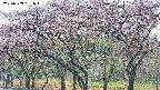 takano3-20250503081043.jpg