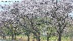 takano3-20250506051043.jpg