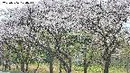 takano3-20250506124042.jpg